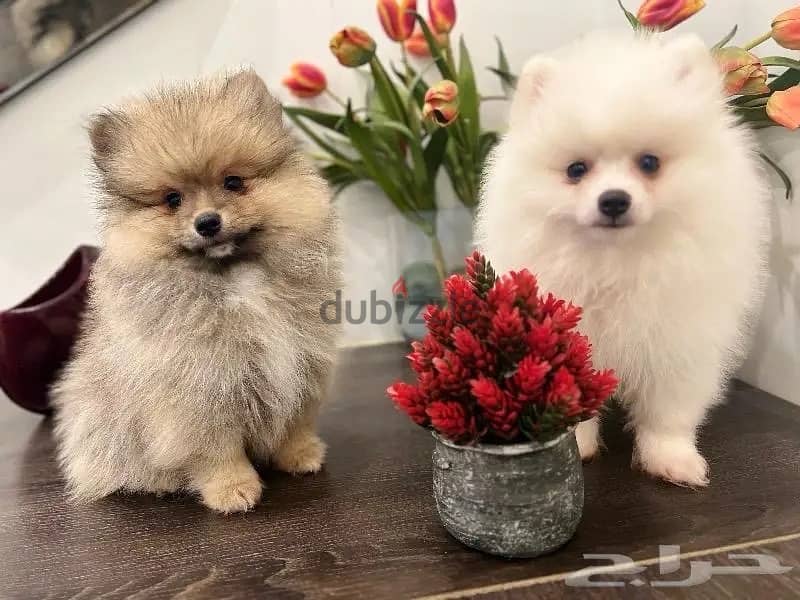 Male & Female Pomeranian puppy’s 2