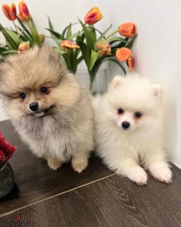 Male & Female Pomeranian puppy’s 3