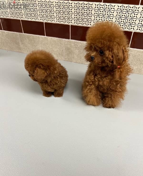 Female Mini Poodle puppy 1