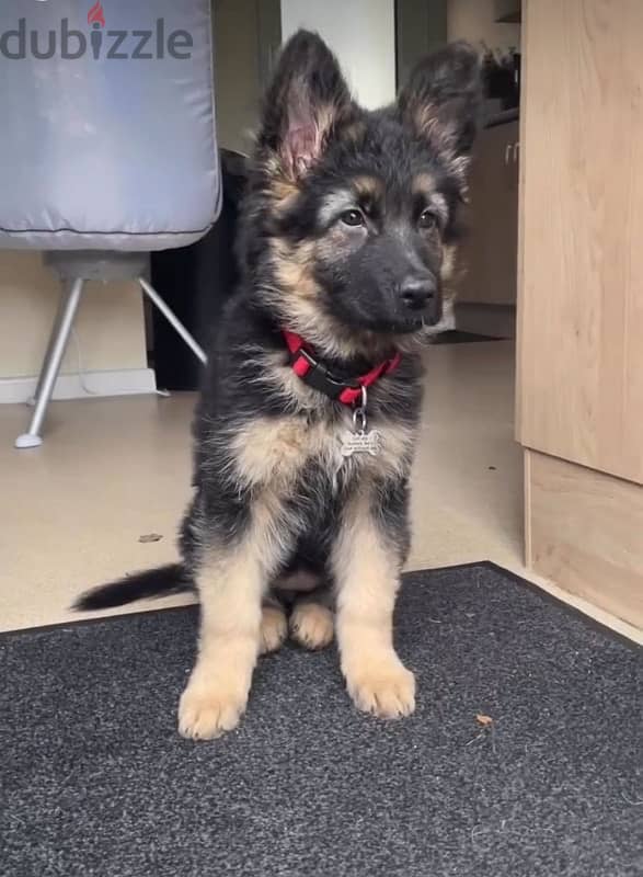 Male Shothair German Shepherd puppy 0