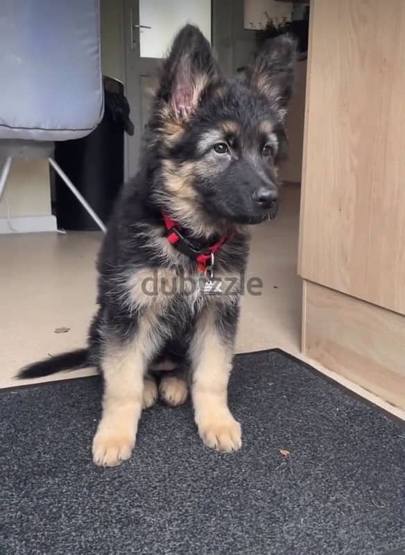 Male Shothair German Shepherd puppy 1