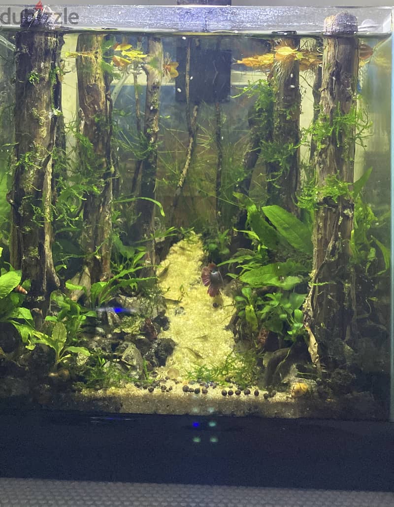 BETTA TANK 20x20x20cm 1