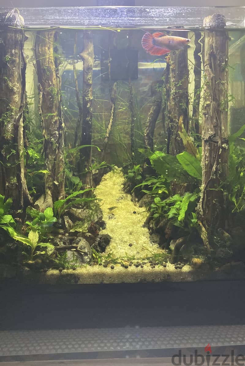 BETTA TANK 20x20x20cm 2