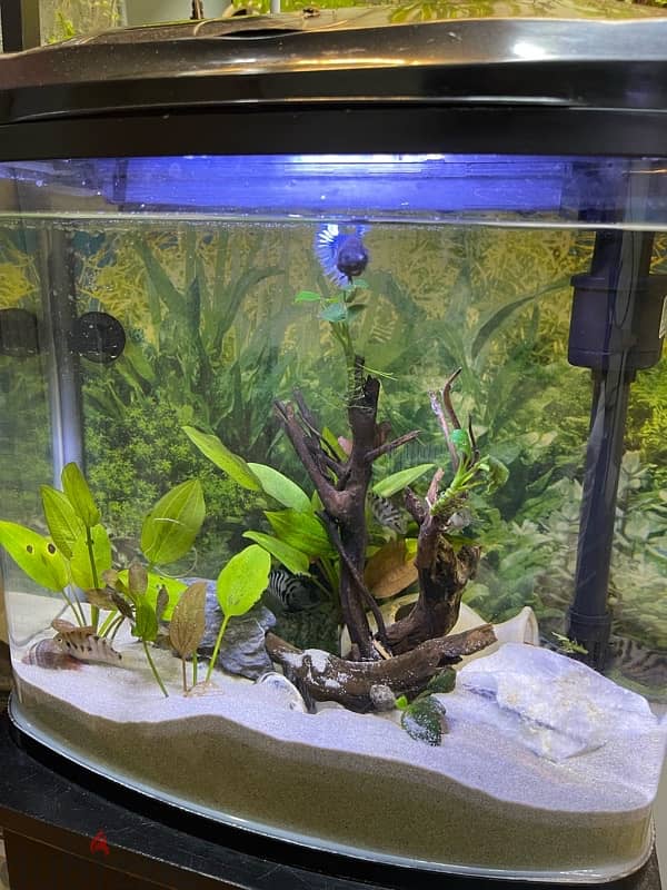 only aquarium for sale 0