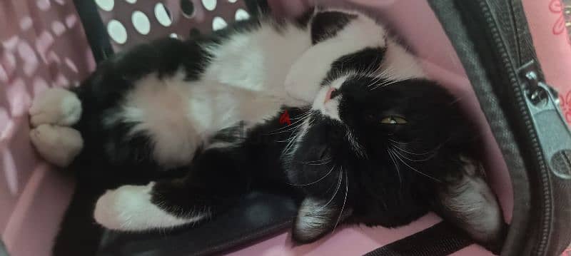 Cat up for adoption (Manx Breed) 0