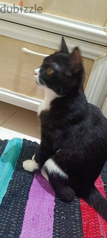 Cat up for adoption (Manx Breed) 2