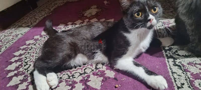 Cat up for adoption (Manx Breed) 3