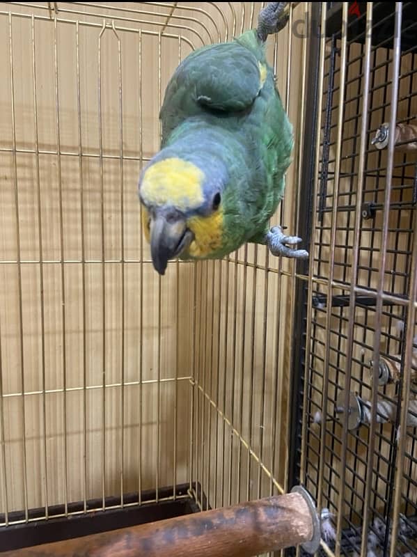 Amazon green parrot 0