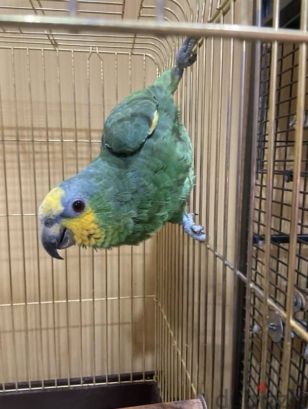 Amazon green parrot 1