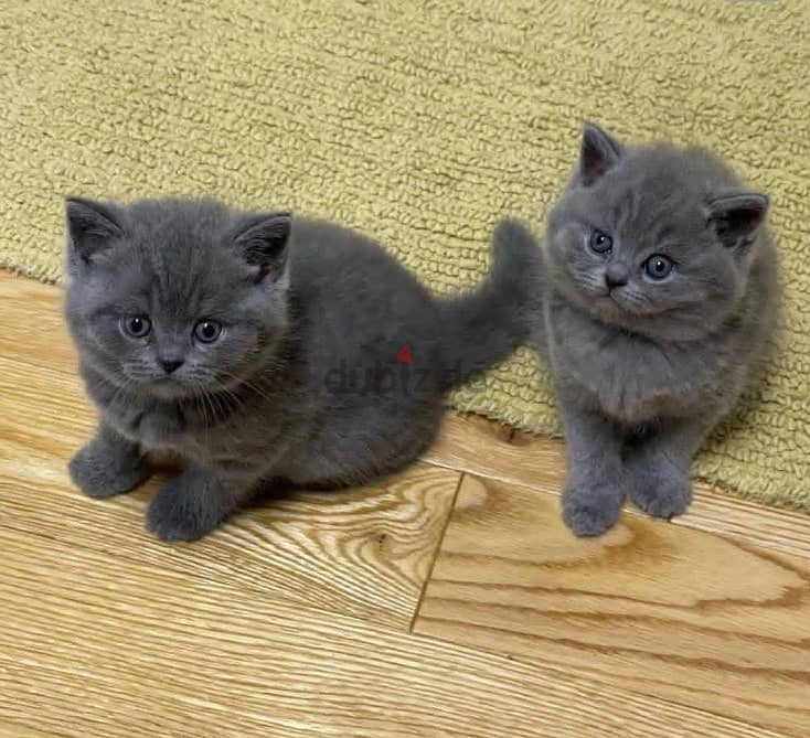 Whatsapp me +96555207281 British shorthair kittens for sale 0