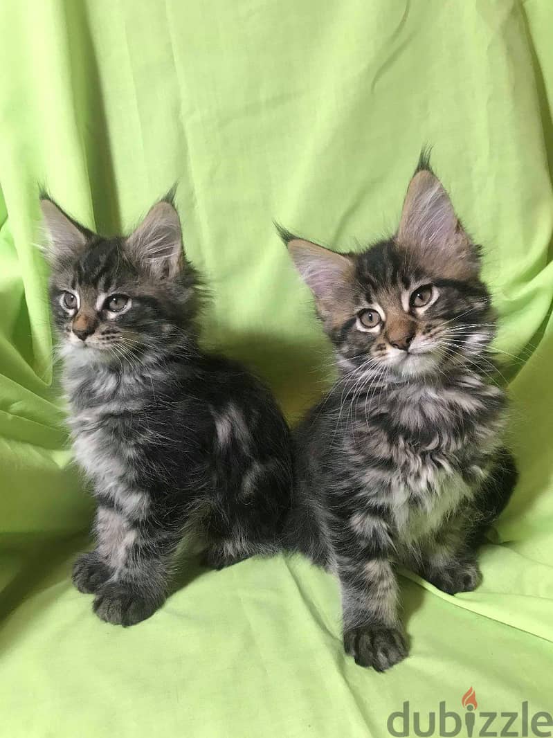 Whatsapp me  +96555207281 Maine Coon kittens for sale 0