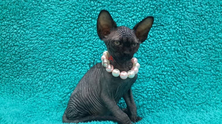 Whatsapp me +96555207281 Sphynx kittens for sale 1