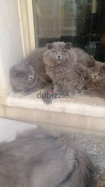 3 months old Persian kittens