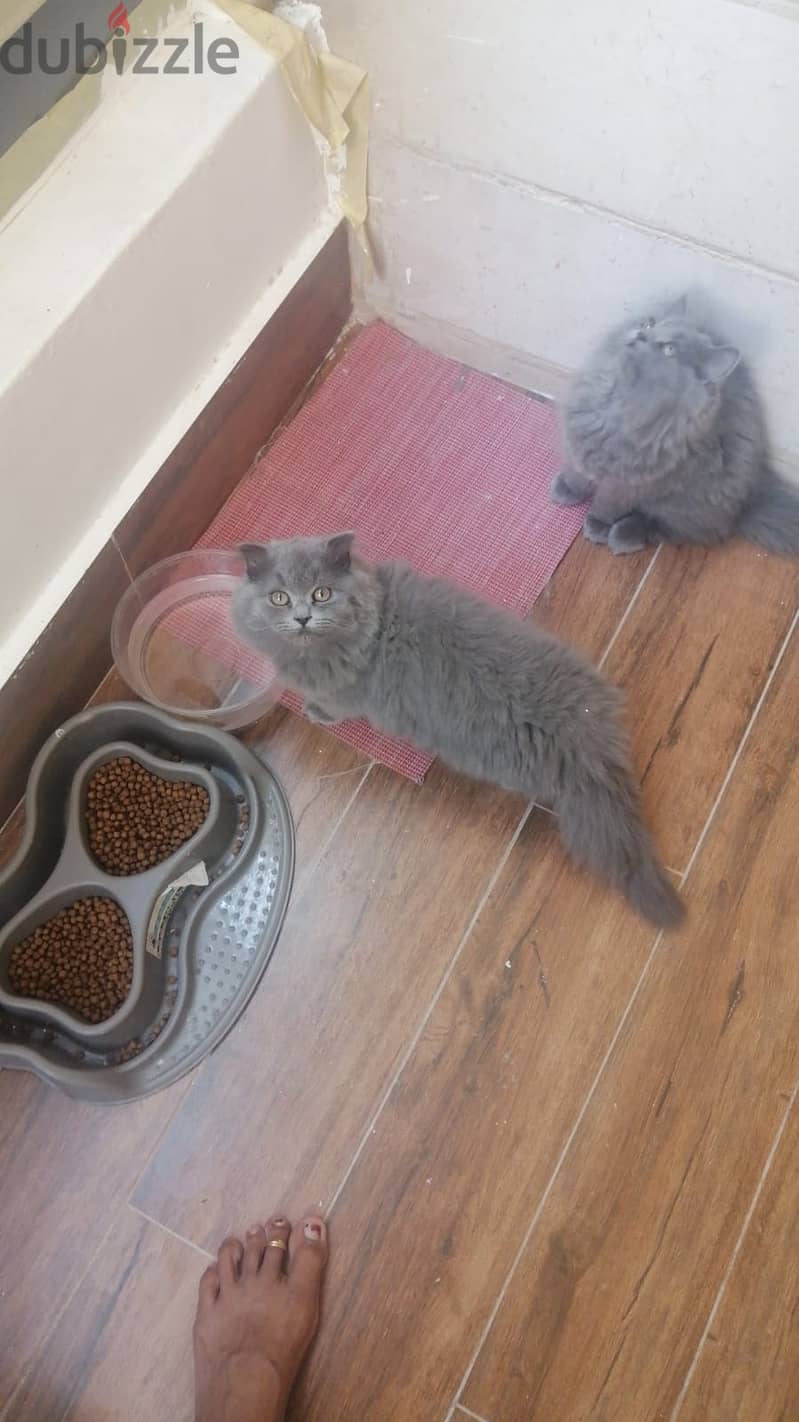 3 months old Persian kittens 1