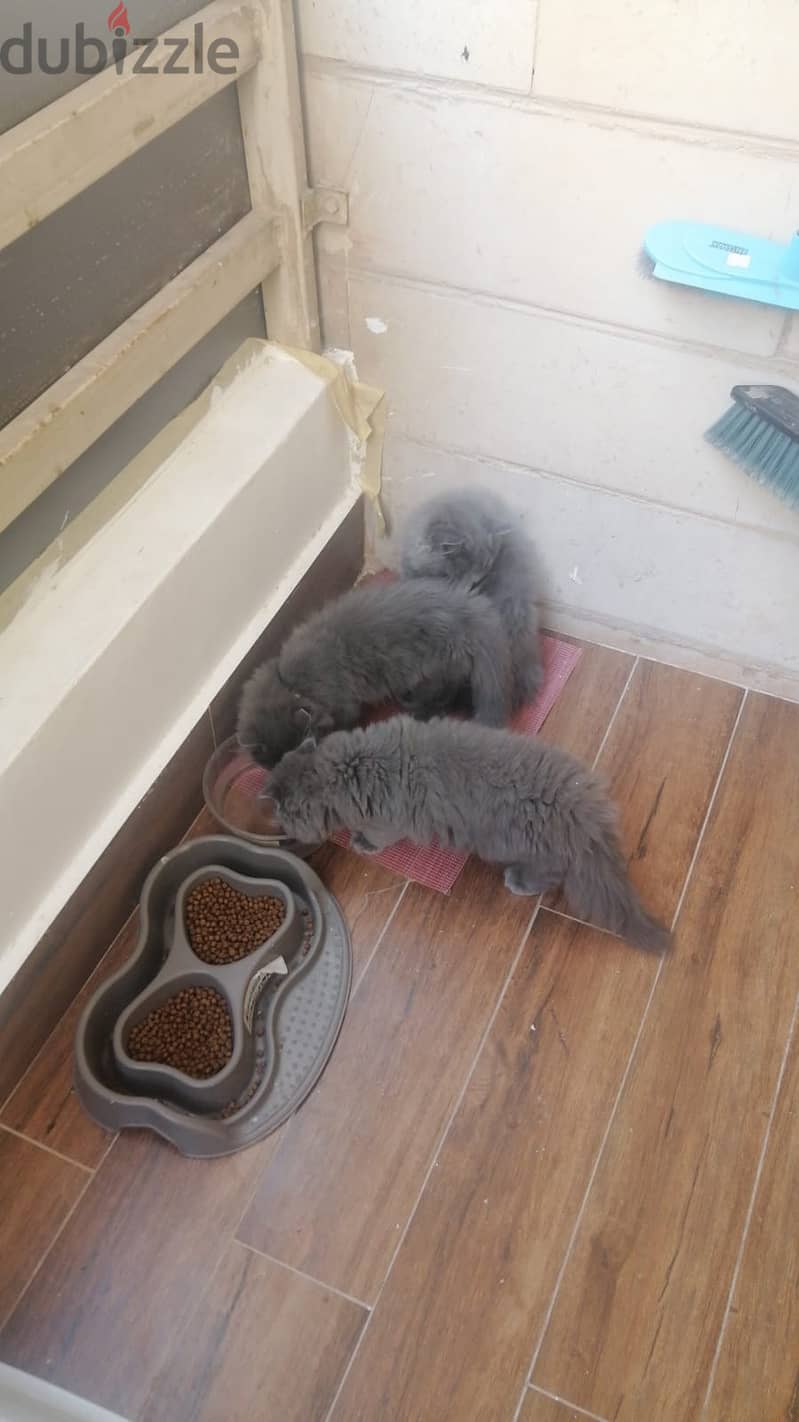 3 months old Persian kittens 2