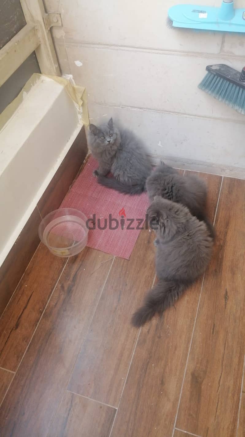 3 months old Persian kittens 3