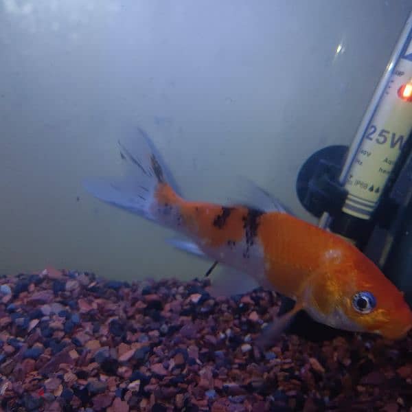 koi fish for sale urgently going india 1