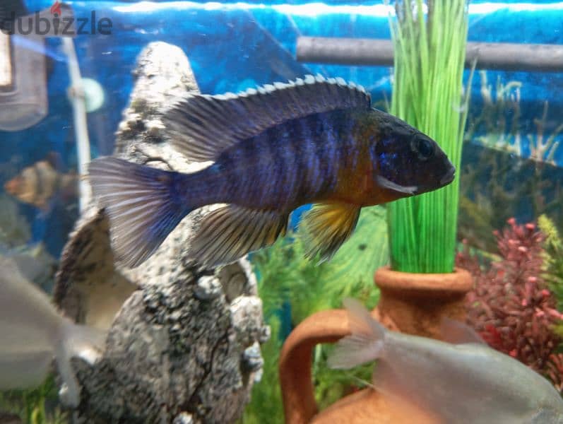 only fishes sale 5