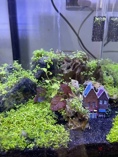 planted aquarium for sale