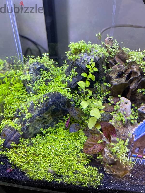 planted aquarium for sale 2