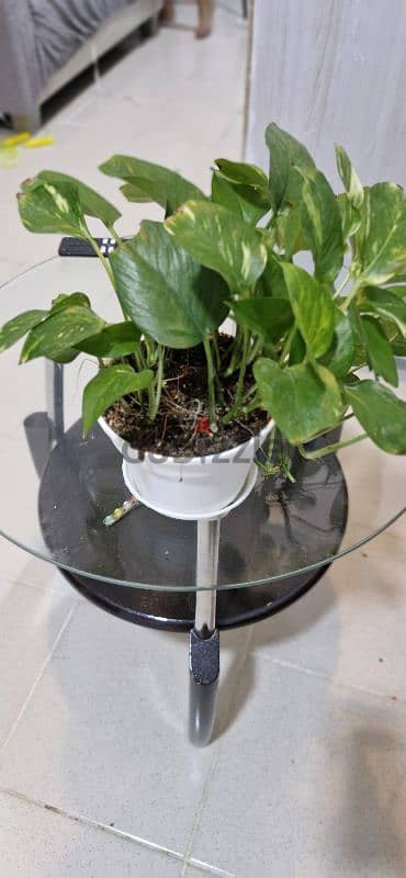 Money Plant with pot