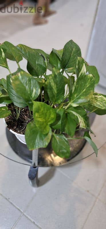 Money Plant with pot 1