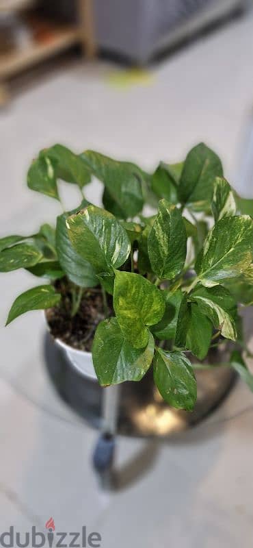 Money Plant with pot 2