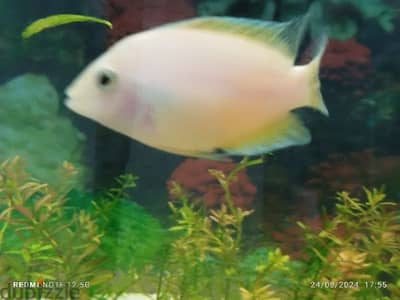 cichlid