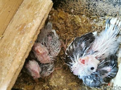 cockatiel chicks for sale