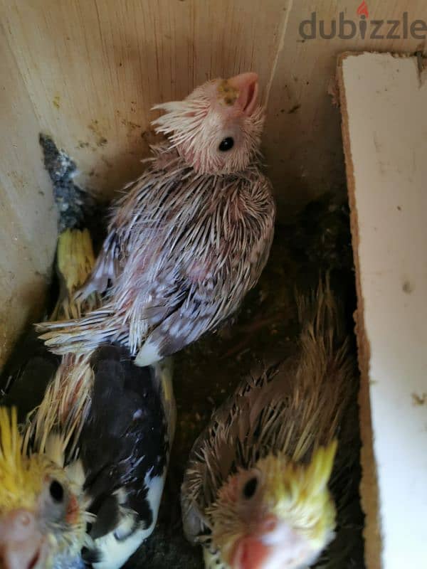 cockatiel chicks for sale 1