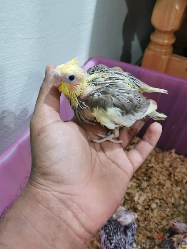 cockatiel chicks for sale 2