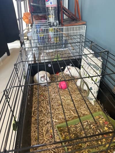 cute guinea pigs