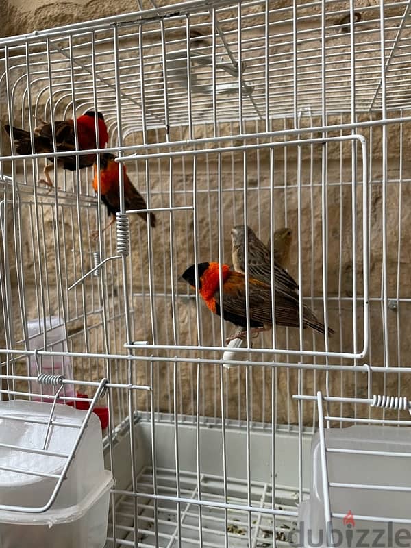 3 pairs Finches 4