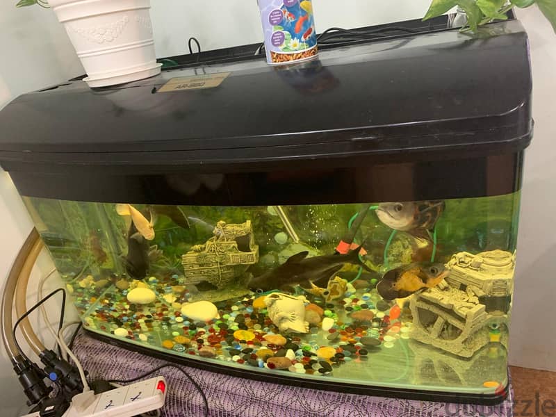 FISH TANK FOR SALE 0