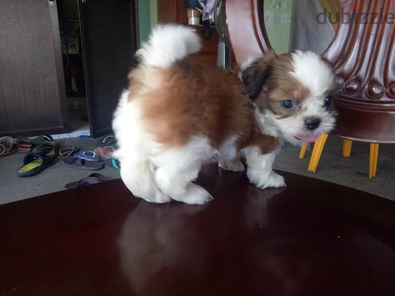 Whatsapp me +96555207281 Shih Tzu puppies for sale 1