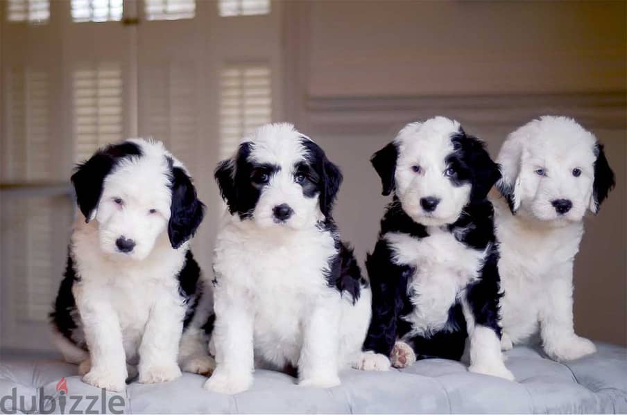 Whatsapp me +96555207281 Sheepadoodle puppies for sale 2