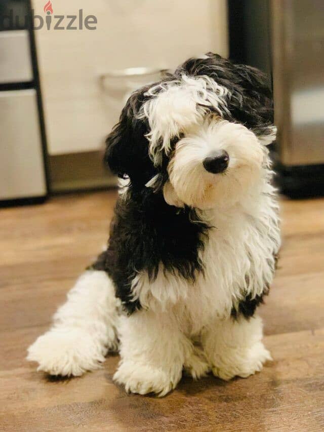 Whatsapp me +96555207281 Sheepadoodle puppies for sale 3