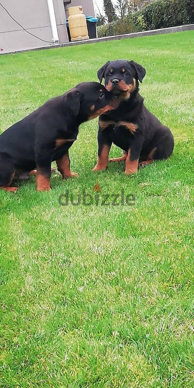 Whatsapp me +96555207281 Rottweiler puppies for sale