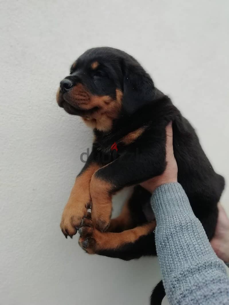 Whatsapp me +96555207281 Rottweiler puppies for sale 1