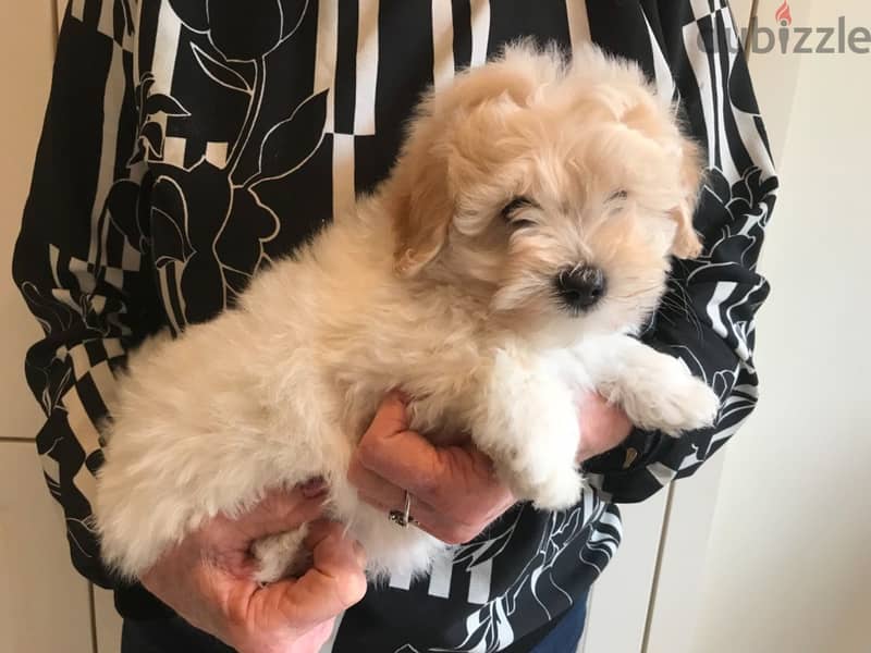 Whatsapp me +96555207281 poodle puppies for sale 1