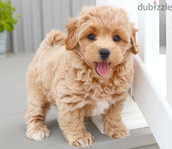 Whatsapp me +96555207281 poodle puppies for sale 1