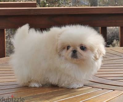 Whatsapp me +96555207281 Pekingese  puppies for sale