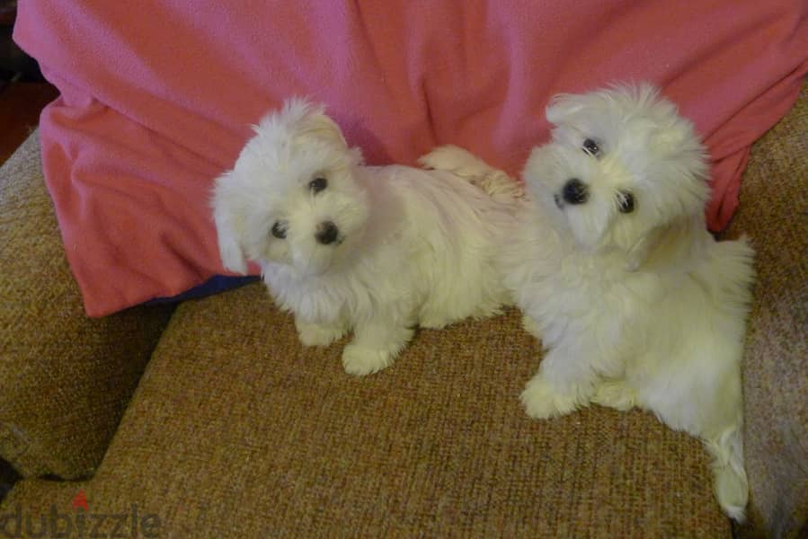 Whatsapp me +96555207281 Maltese puppies for sale 2