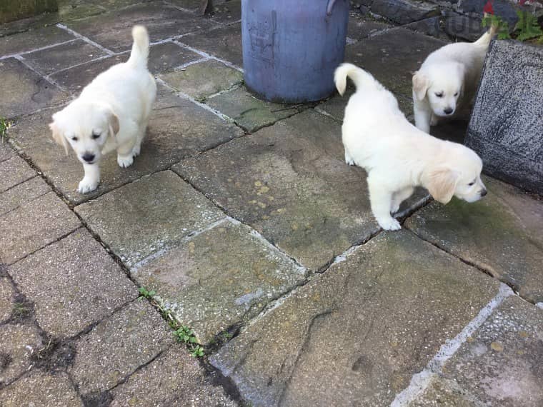 Whatsapp me +96555207281 Golden Retriever  puppies for sale 1