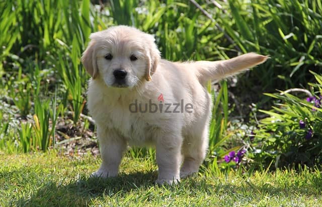 Whatsapp me +96555207281 Golden Retriever  puppies for sale 2