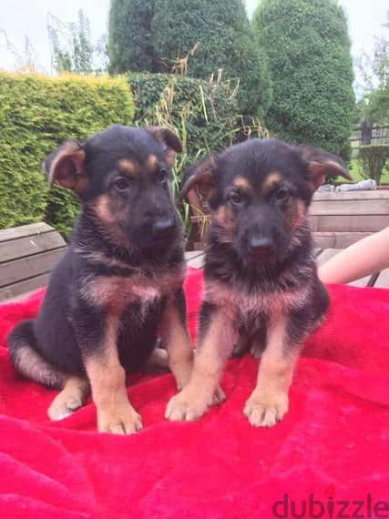 Whatsapp me +96555207281 German Shepherd puppies for sale 0