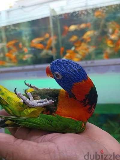 Lory for sale. 97620782