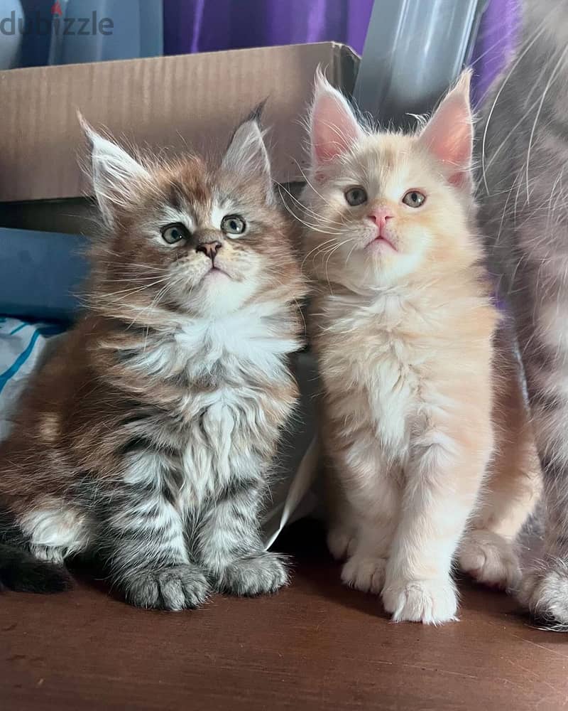 Main Coon Kittens 0