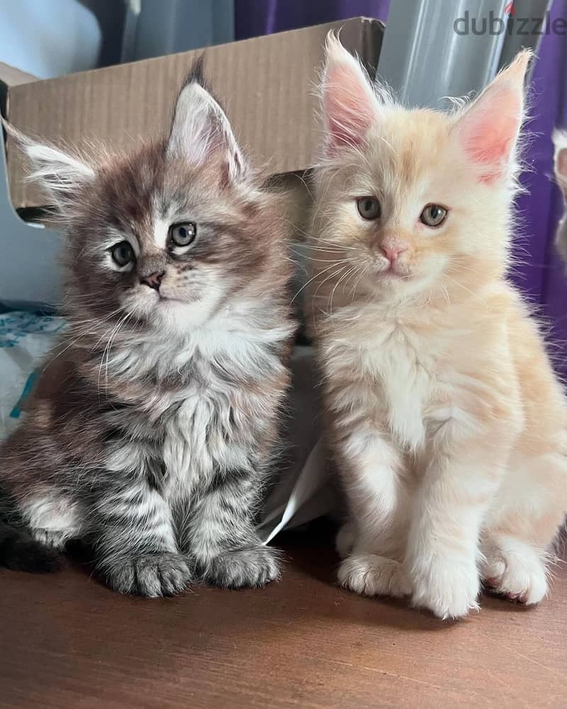 Main Coon Kittens 1