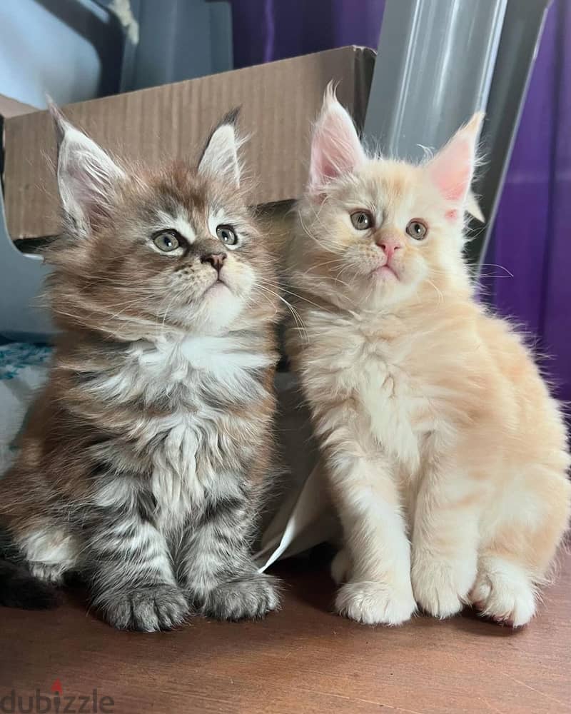 Main Coon Kittens 2